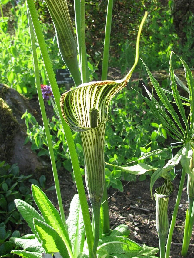 Arisaema ciliatim P9