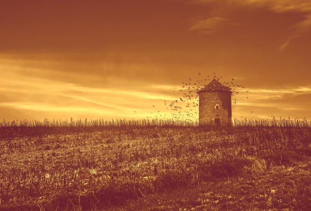 À l’aube, le pigeonnier s’éveille dans un frisson d’ailes