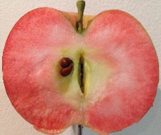 Pink permain  - scion 1 an - racines nues