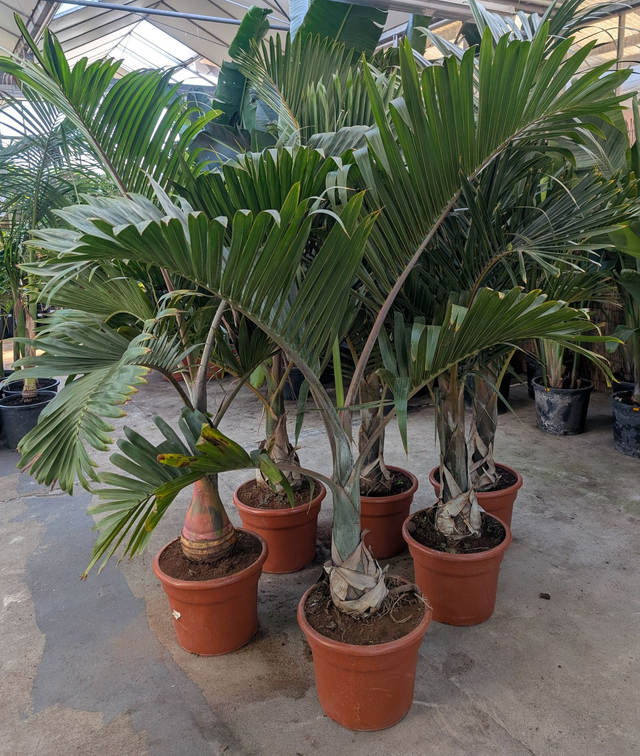 Hyophorbe verschaffeltii Spindelpalme