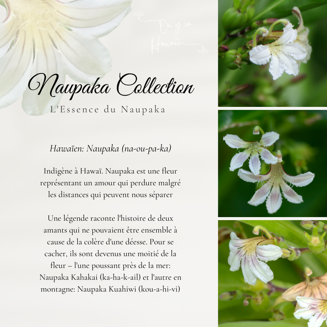 Boucles d'oreilles en Bois / Wood Earrings - Naupaka Kahakai