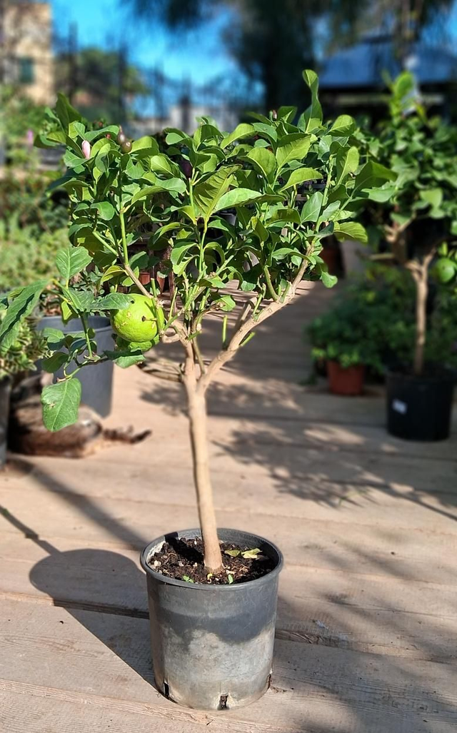 N01 . Limone in vaso 20, var. Carrubaro