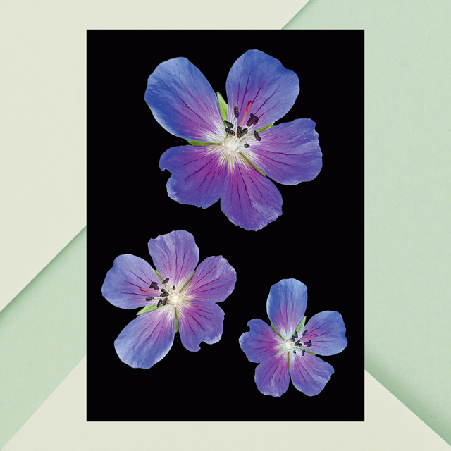 Impression Fleurs Violettes - Décoration Murale Florale Élégante / Purple Flowers Print - Elegant Floral Wall Decor