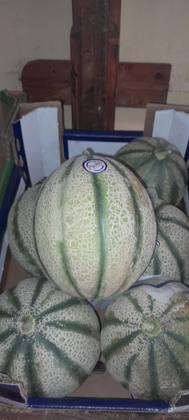 Melone Marocco 1,2-1,5Kg