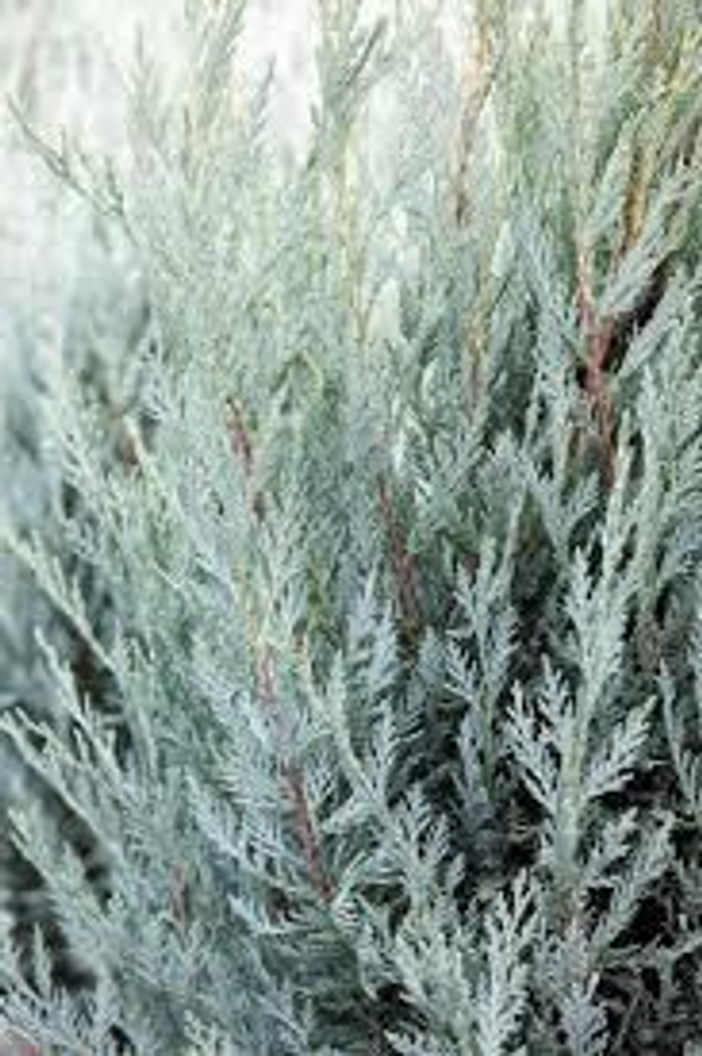 Moonlit Juniper 