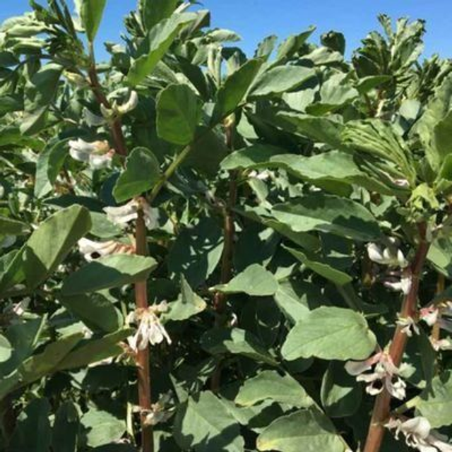 féverole d&#039;hiver - NAIROBI