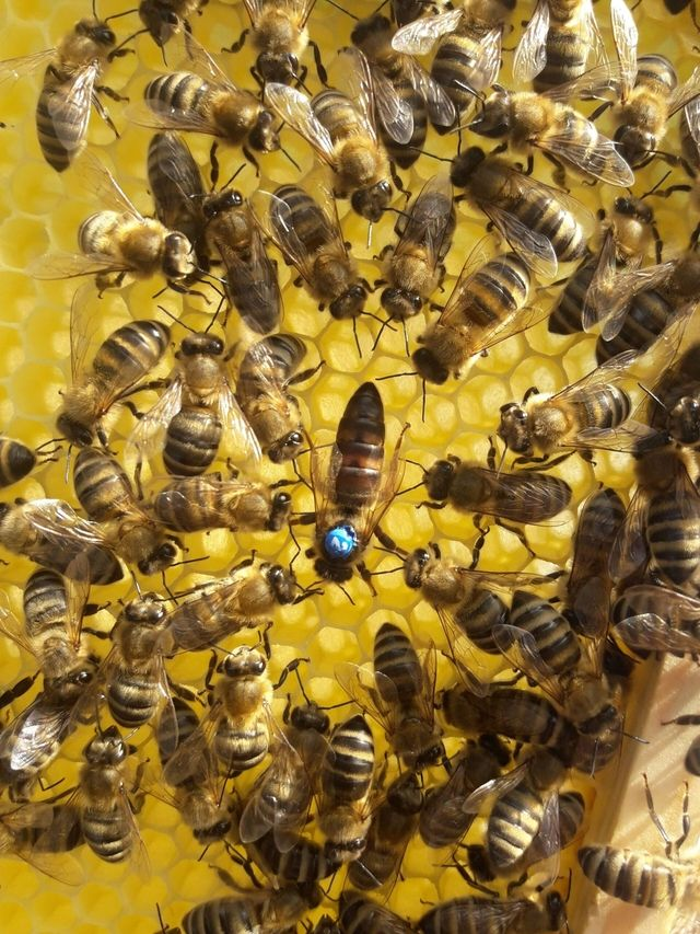 Oddělek Langstroth 2/3