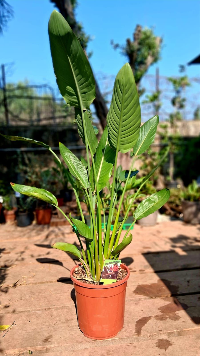 A10 . Strelitzia Reginae