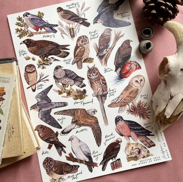 BIRDS OF PREY PRINT