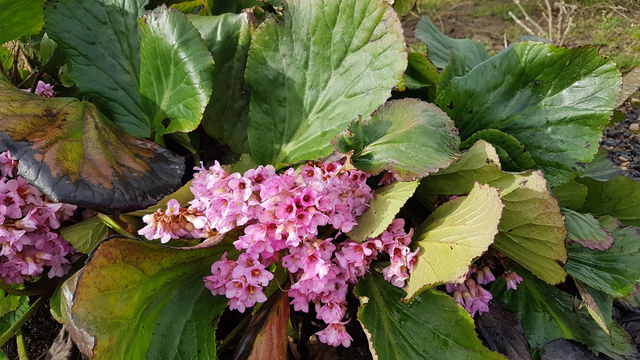 bergenia cordifolia - Elephant's ears - 1ltr pot