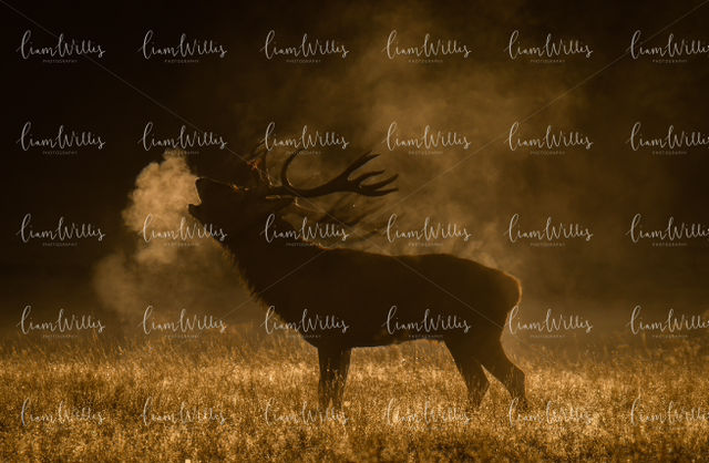 Morning Breath Stag Print