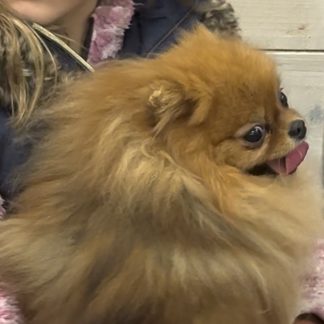 7) Kids Party Package Cuddles &amp; Wellness 1 hour