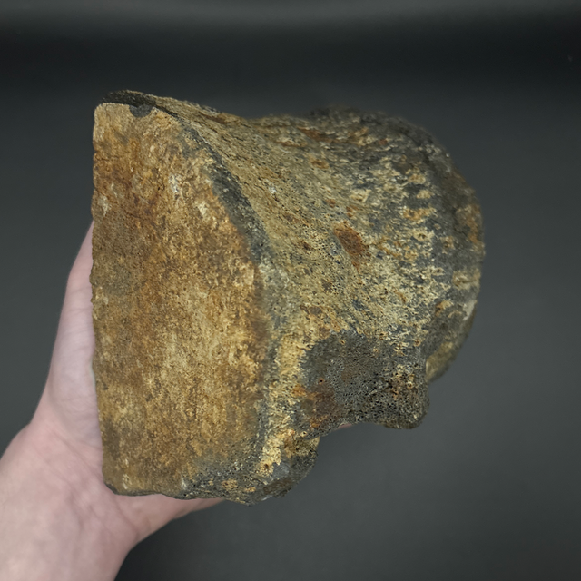 Whale Partial Vertebra