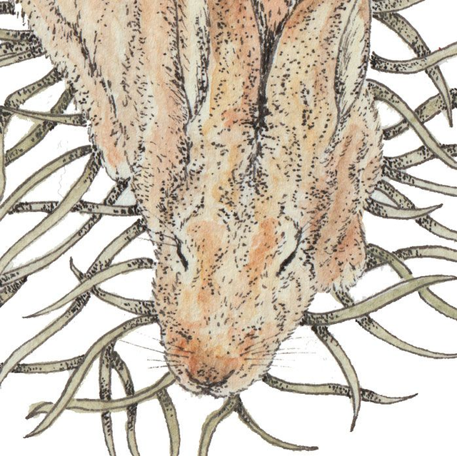 Sleeping Hare Art Print