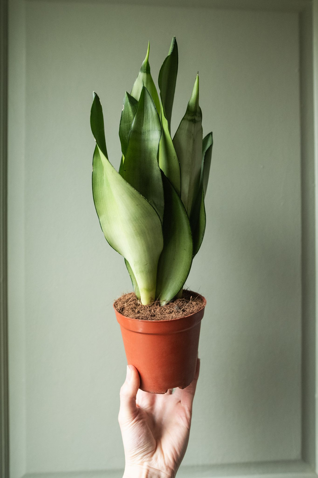 Sansevieria Trifasciata 'Moonshine' 🌿