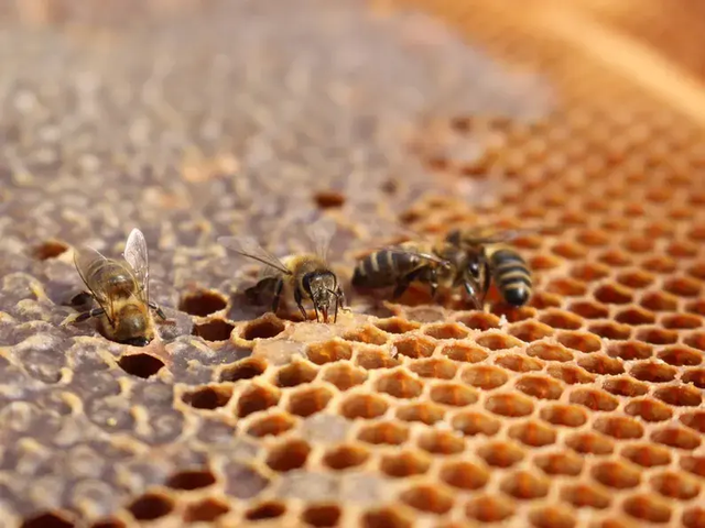 Shropshire Summer Honey (454g/1lb jar)