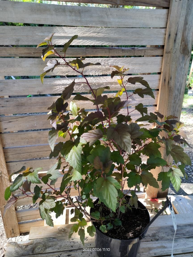 Physocarpus opulifolius 'Diable d'Or' - Clt2