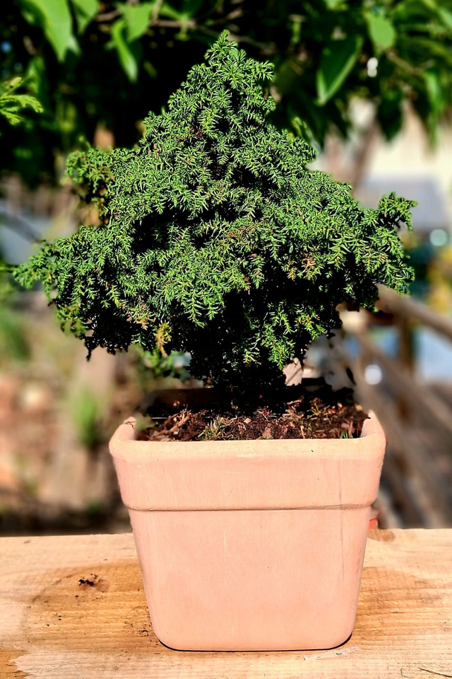 S09 . Cryptomeria japonica 'Yokohama' in "Quadro Arena di CorinoBruna"