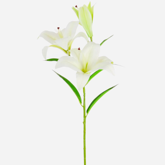 Asiatic Lily
