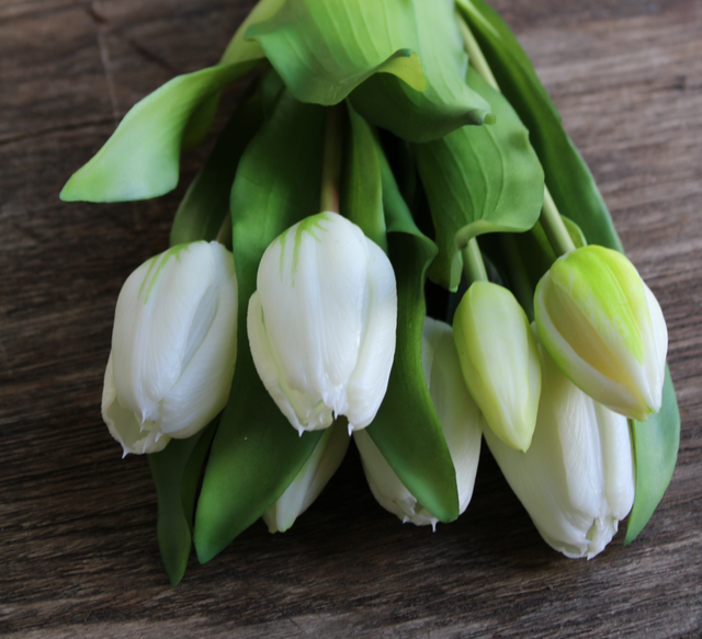 Tulp Eliza white 