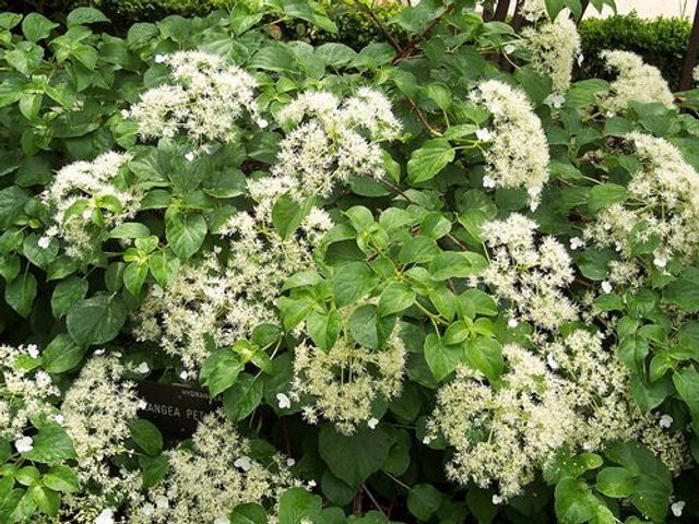 Hydrangea anomala subsp. petiolaris- Climbing Hydrangea 2 litre 