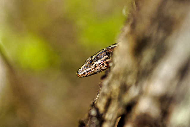 Cache cache avec un lezard des murailles