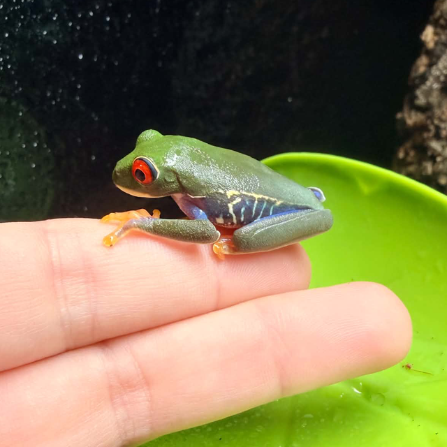 CB26 Costa Rican Red Eye Tree Frog