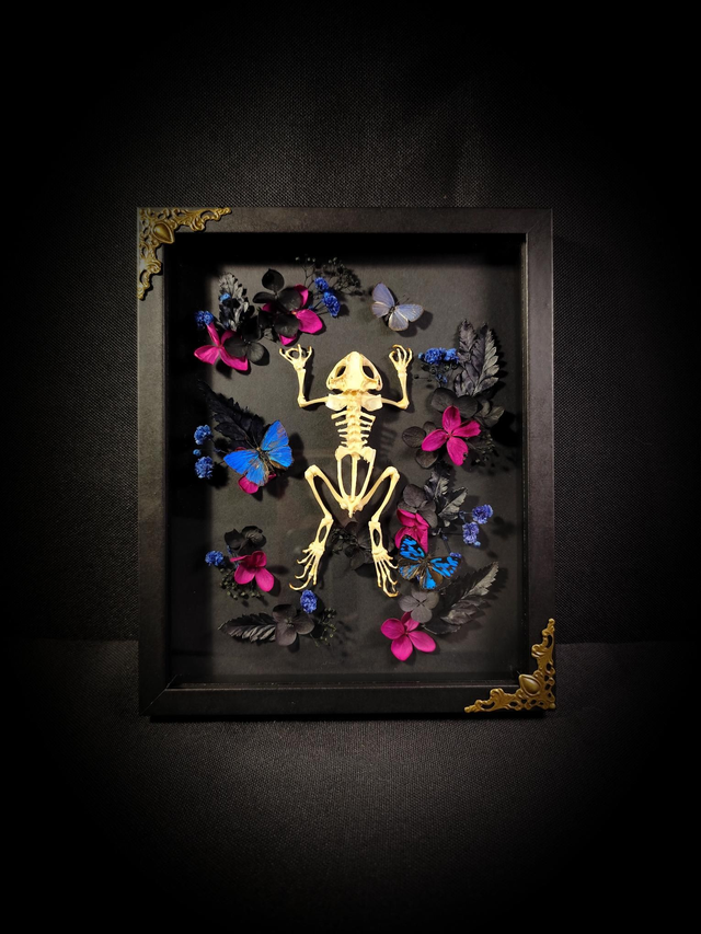 Cadre Squelette de Grenouille &amp; Trio de Papillons