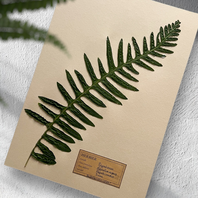 Herbier A4 vintage affiche botanique polypodium vulgare 