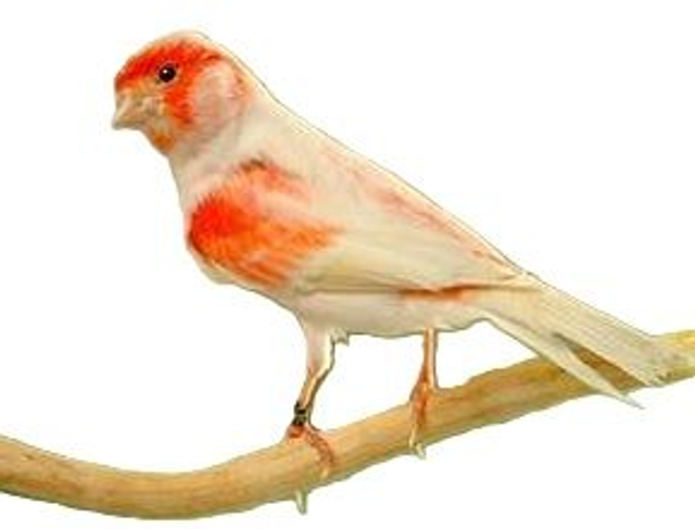 Le canari mosaïque rouge (sur commande)