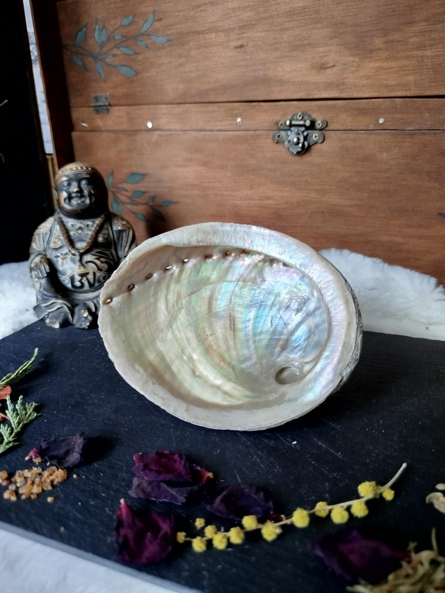 Coquille d'Ormeaux Moyenne