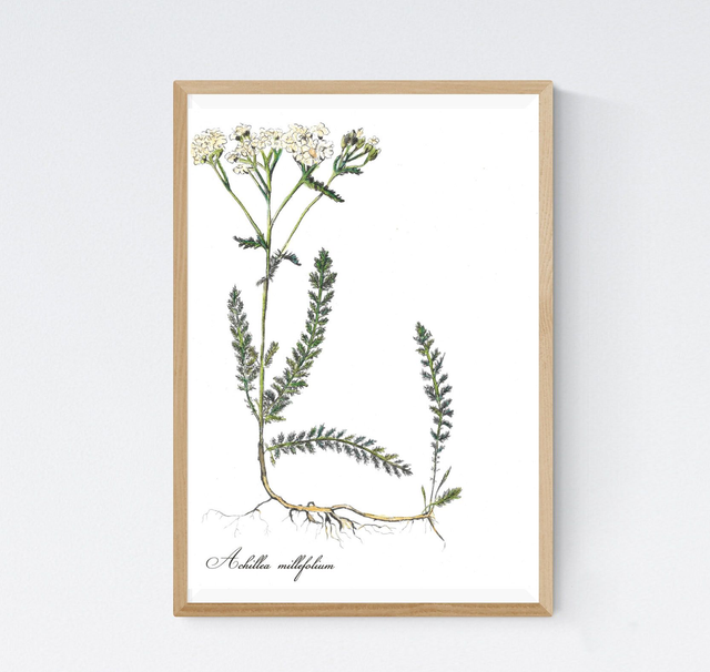 Achillé Millefeuille