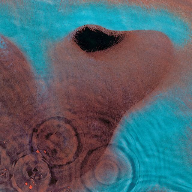 Pink Floyd - Meddle LP (Limited Edition San Tropez Marbled Orange Vinyl)