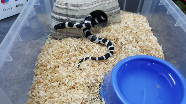 Banded king snake 