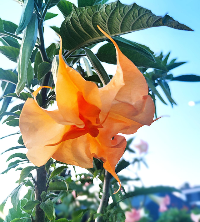 SB L'Aura de Martine