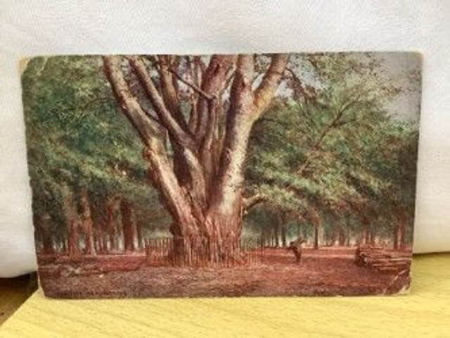 King Beech, Knole Park, Kent, Posted early 1900&#039;s,  J. Salmon Antique Postcard. Our Ref No. R460 £2.00
