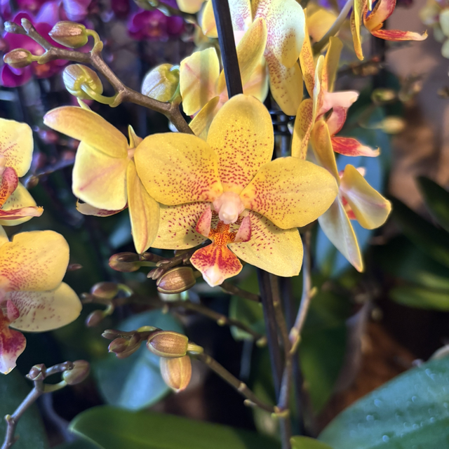 Phalaenopsis Green Light - Sold Out