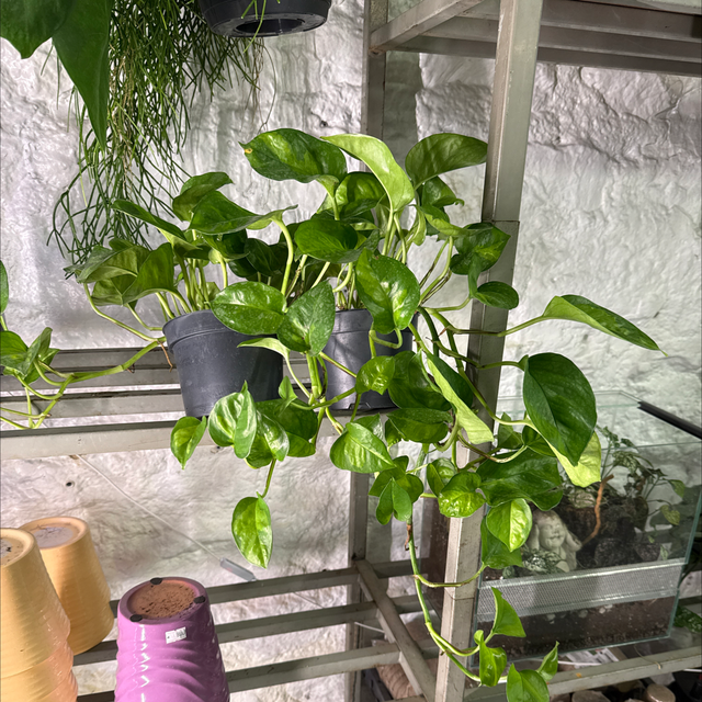 Epipremnum Global Green (Pothos)