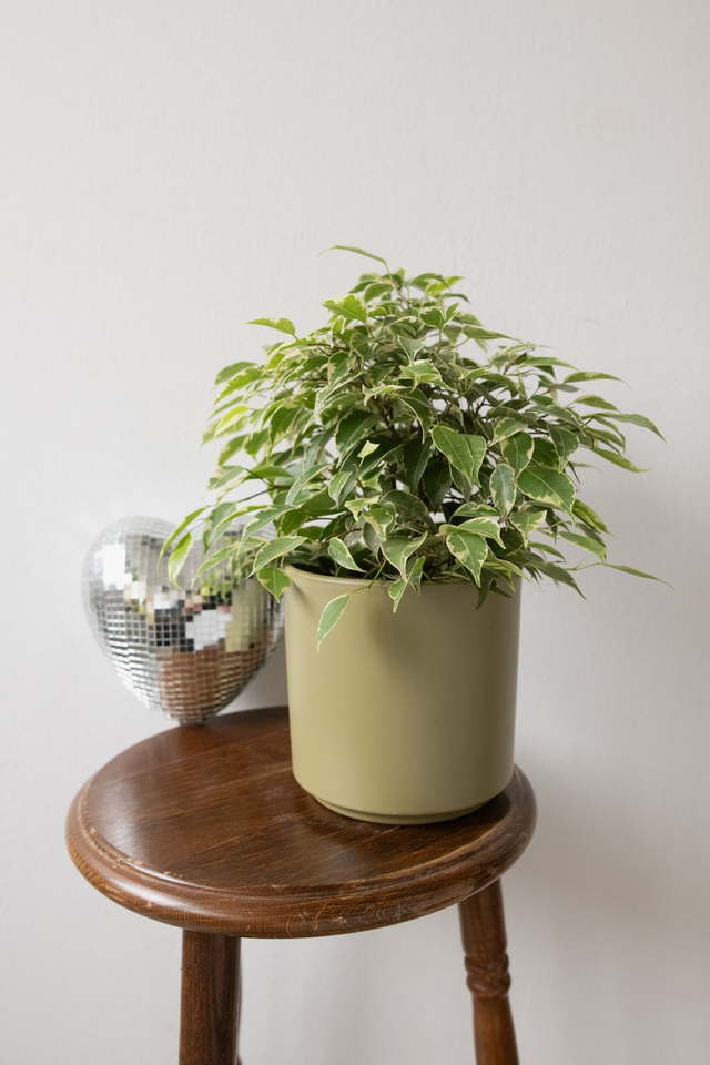 Pot vert sauge 🧩 Mix &amp; Match