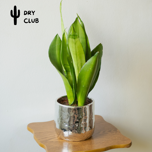 Sansevieria Trifasciata 'Moonshine' 🌿