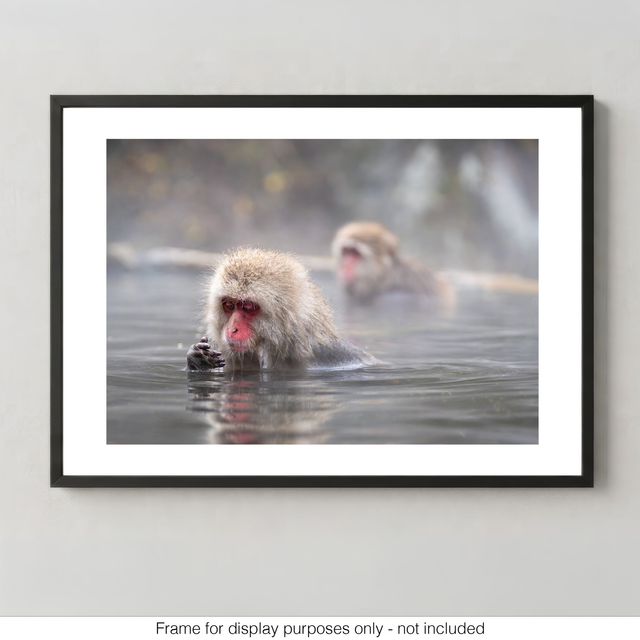 Snow Monkeys - Contemplation