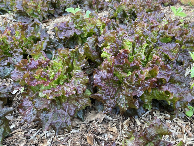 Salade "grenobloise"