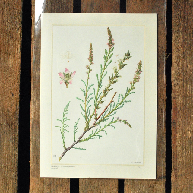 Botanical Prints 