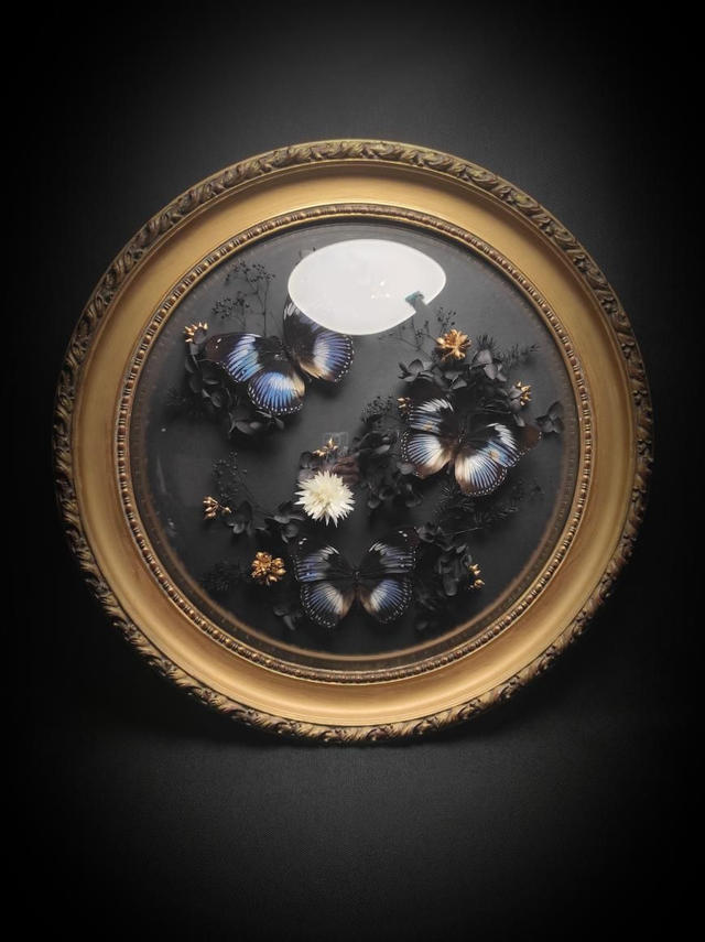 Cadre Vintage Papillons Trio d&quot;Hypolimnas salmacis&quot; (Rare)