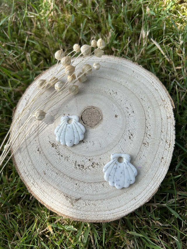 Pampilles St Jacques blanches botanique 