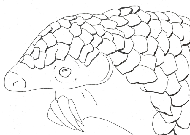 Carte &quot;Finis Moi!&quot; - Le Pangolin - 10x14 cm