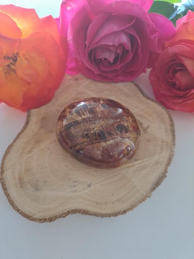 Galet bois pétrifié 