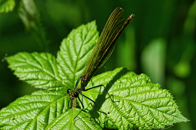 Demoiselle vue de coté
