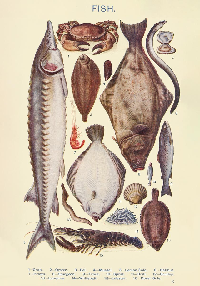 FISH from Mrs. Beeton's book of Household Management