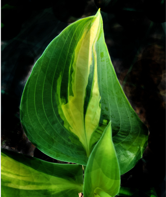 Hosta &#039;Chain Lightning&#039; 1.3 litre